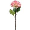 Sedum