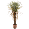 Yucca