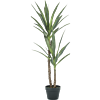 Yucca