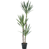 Yucca