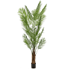 Areca