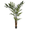 Kentia