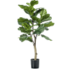 Ficus Lyrata