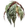 Begonia Maculata