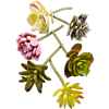 Vetplantenmix