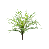 Fern Blechnum