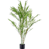 Chamaedorea