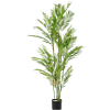 Chamaedorea