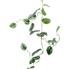 Zilveren Scindapsus