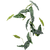 Begonia Maculata