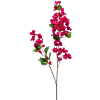 Bougainville
