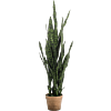 Sansevieria