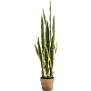 Sansevieria