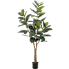 Ficus Elastica