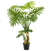 Philodendron