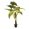 Colocasia