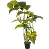 Colocasia