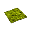 Moss Sphagnum