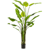 Strelitzia Nicolai