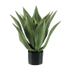 Agave