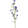 Klokjesbloem