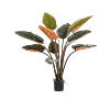 Philodendron