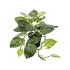 Scindapsus
