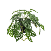 Apenmaskerplant