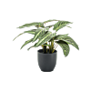 Zebraplant
