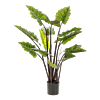 Colocasia