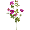 Clematis