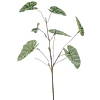 Anthurium