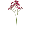 Gypsophilia