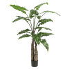 Alocasia