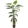 Alocasia
