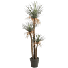 Egelplant