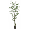 Tropaeolum