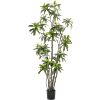 Dracaena