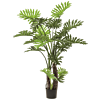 Philodendron Selloum