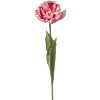 Tulp