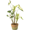 Caladium