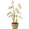 Caladium