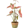 Caladium