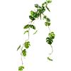 Monstera