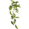 Philodendron
