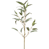 Eucalyptus