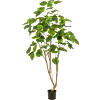 Ficus Umbellata