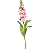 Matthiola