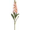 Matthiola