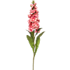 Matthiola